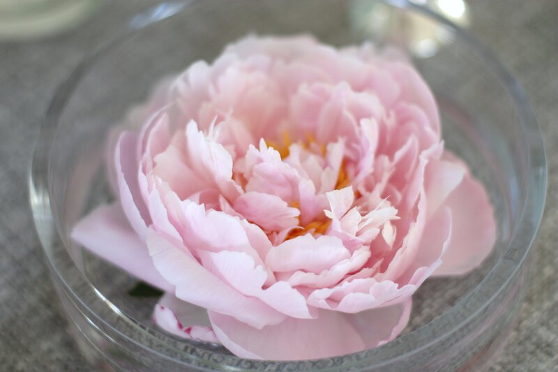 Pink Peony Flower — Calm, Photograph, Glass Bowl