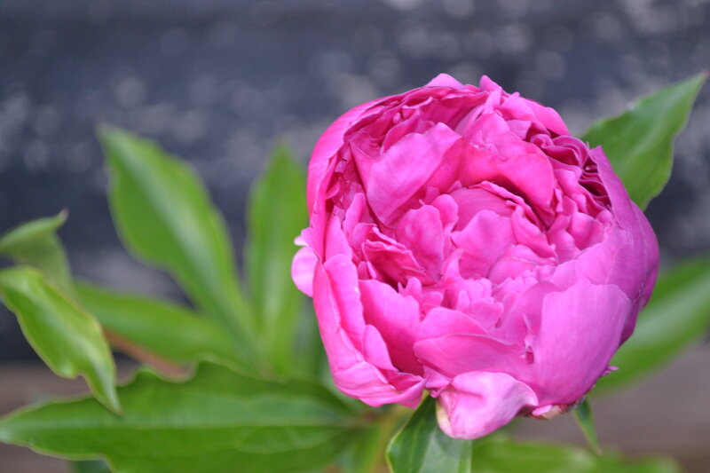 Pink Peony Flower — Calm, Photograph, Green Leaves, Bloom