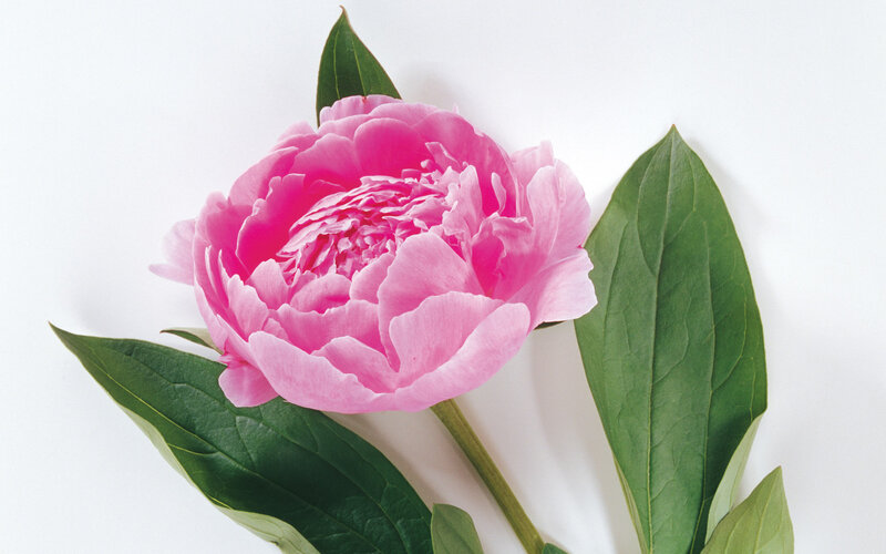 Pink Peony Flower — Calm, Photograph, Green Leaves