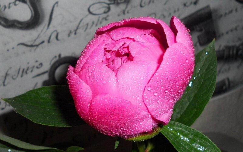 Pink Peony Flower — Calm, Photograph, Leaves, Text