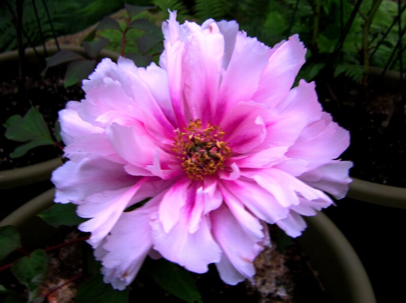 Pink Peony Flower — Calm, Photograph, Leaves