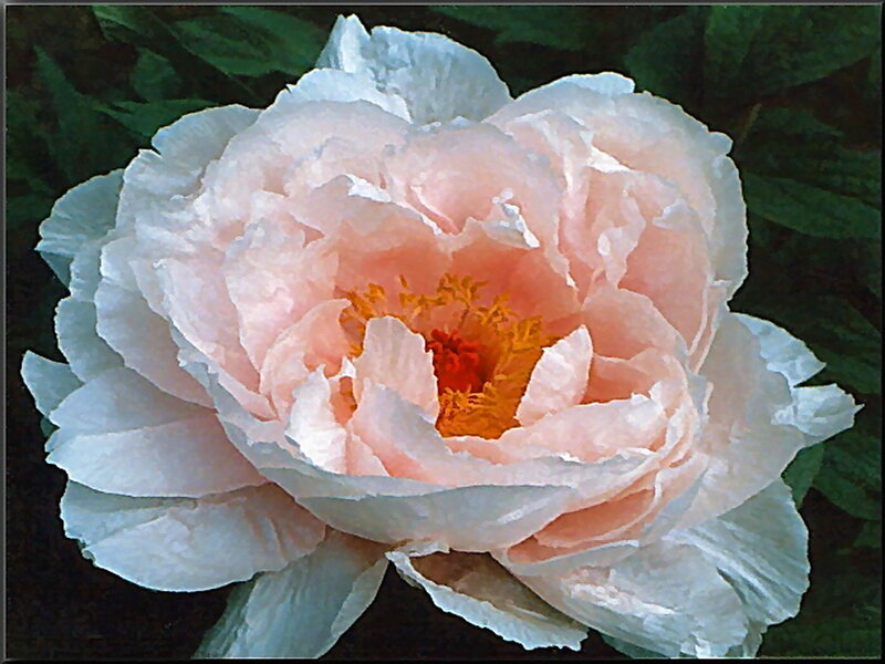 Pink Peony Flower — Calm, Photograph, Petals, Stamen