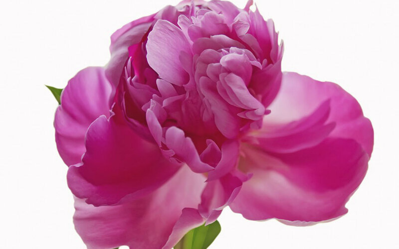 Pink Peony Flower — Calm, Photograph, Petals, Stem