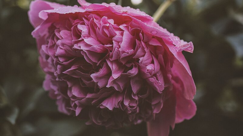 Pink Peony Flower — Calm, Photograph, Petals, Water Droplets