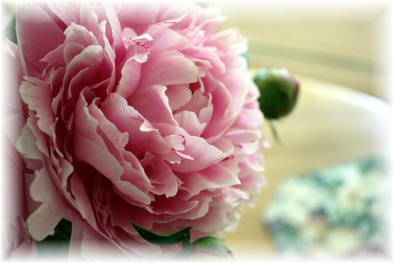 Pink Peony Flower — Calm, Photograph