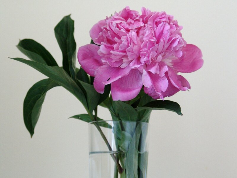 Pink Peony Flower — Calm, Photograph, Vase