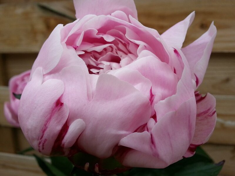 Pink Peony Flower — Calm, Photograph, Wooden Surface, Green Leaves