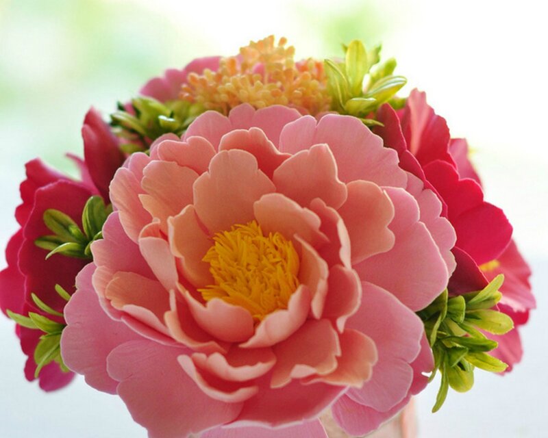 Pink Peony Flower — Calm, Photograph, Yellow Center