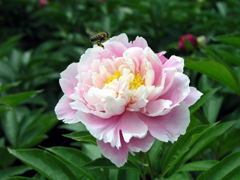 Pink Peony Flower — Calm, Spring, Photograph, Bee