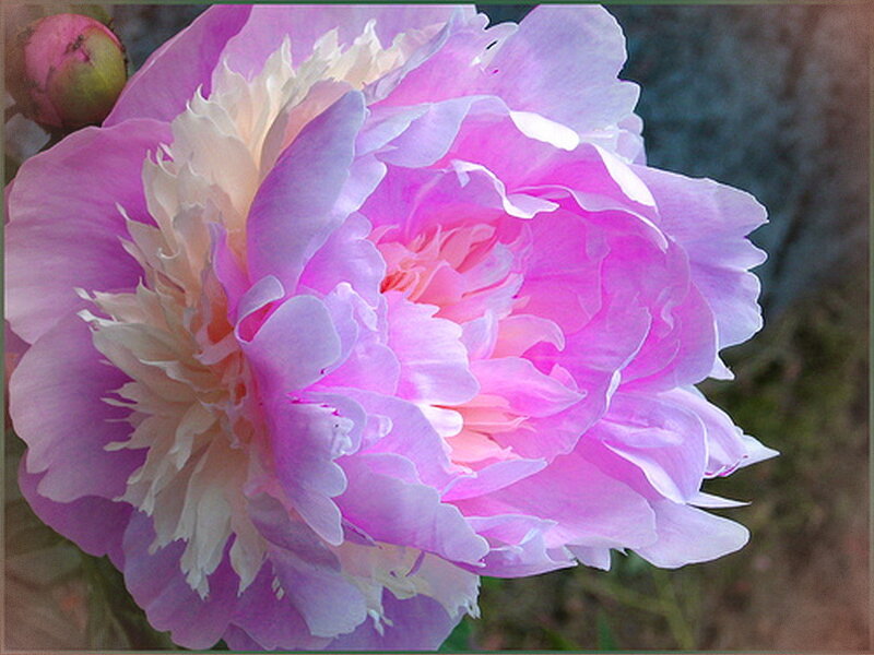 Pink Peony Flower — Calm, Spring, Photograph, Bud