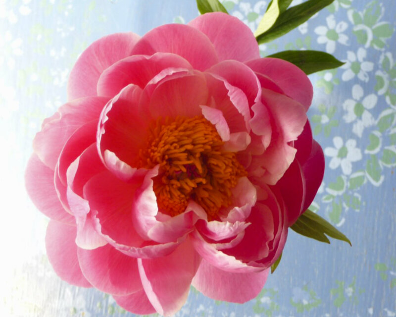 Pink Peony Flower — Calm, Spring, Photograph, Green Leaves, Blue Background