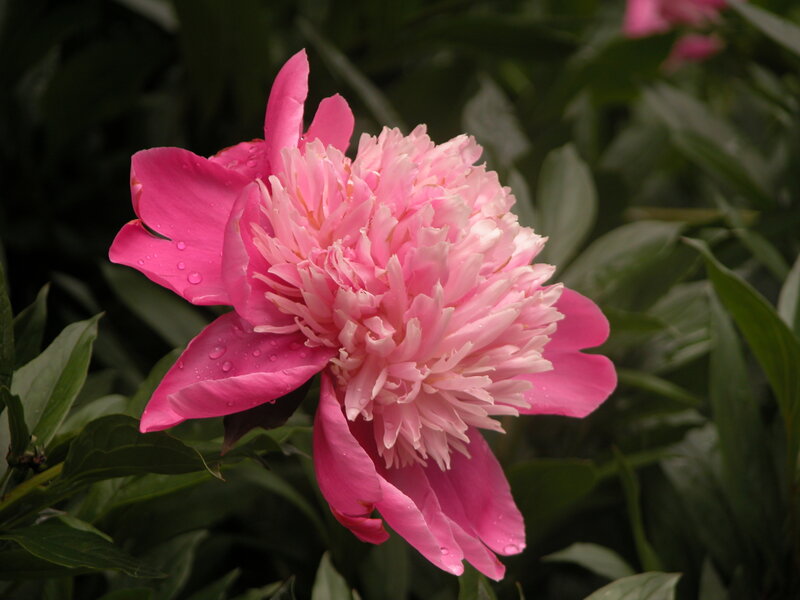 Pink Peony Flower — Calm, Spring, Photograph, Leaves