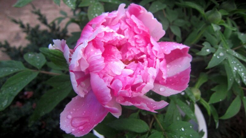 Pink Peony Flower — Calm, Spring, Photograph, Leaves, Water Droplets