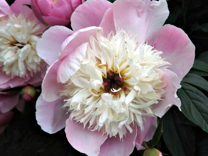 Pink Peony Flower — Calm, Spring, Photograph, Petals