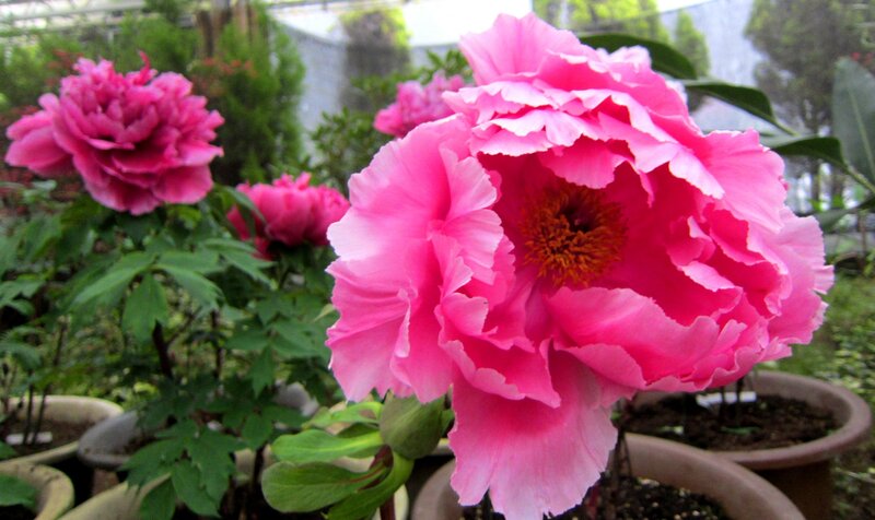 Pink Peony Flower — Calm, Spring, Photograph, Pot