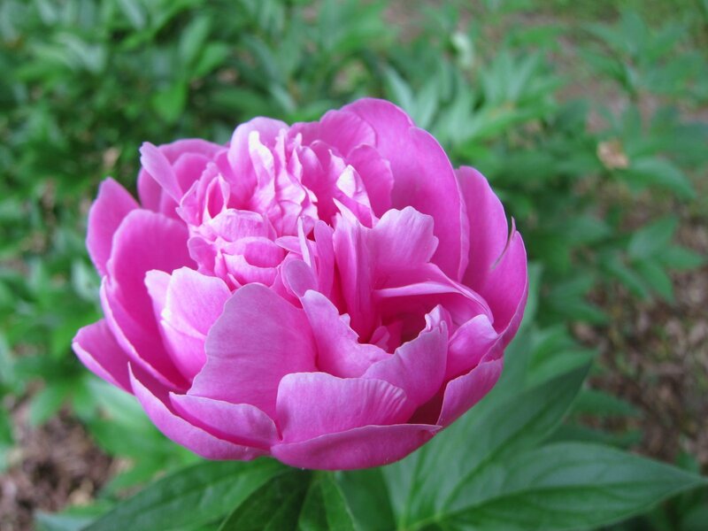 Pink Peony Flower — Calm, Spring, Photograph