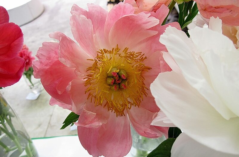 Pink Peony Flower — Calm, Spring, Photograph, White Flower