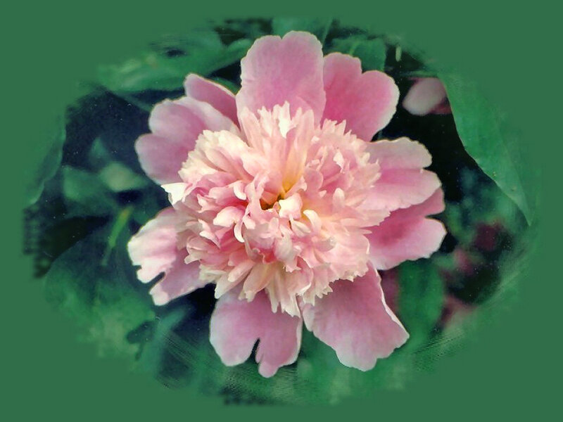 Pink Peony Flower — Calm, Spring