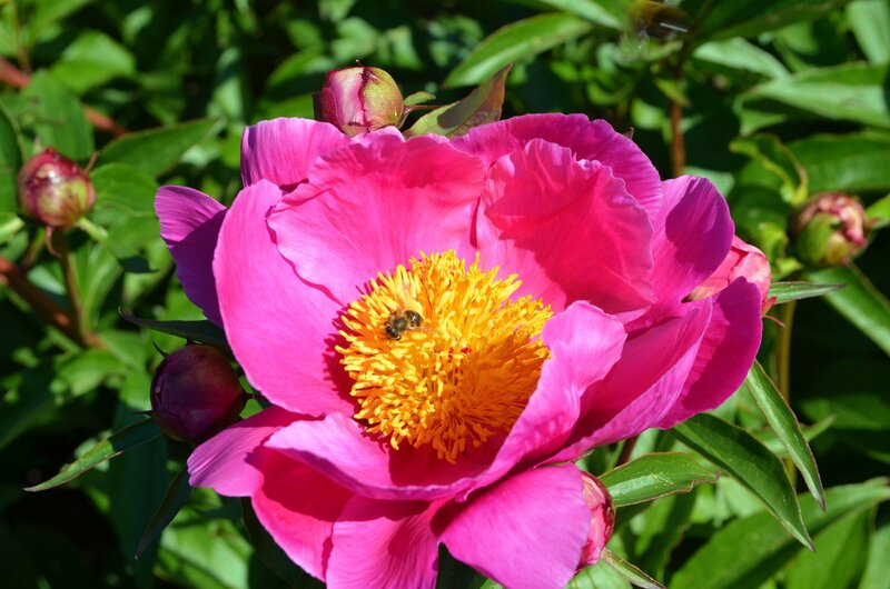 Pink Peony Flower — Calm, Summer, Photograph, Bee