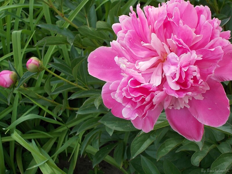Pink Peony Flower — Calm, Summer, Photograph, Buds