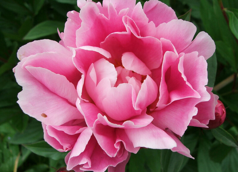 Pink Peony Flower — Calm, Summer, Photograph, Green Leaves
