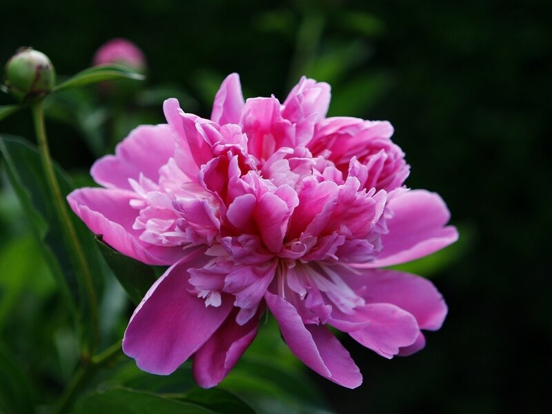 Pink Peony Flower — Calm, Summer, Photograph