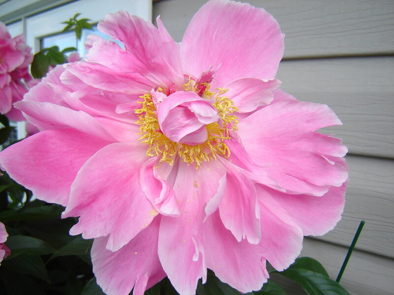 Pink Peony Flower — Calm, Summer, Photograph, Yellow Stamen