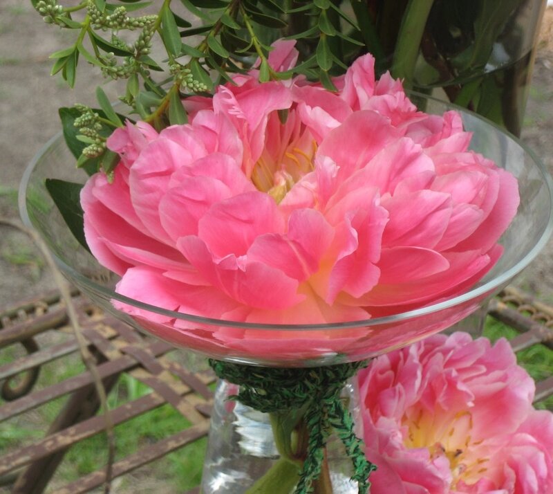 Pink Peony Flower — Calm