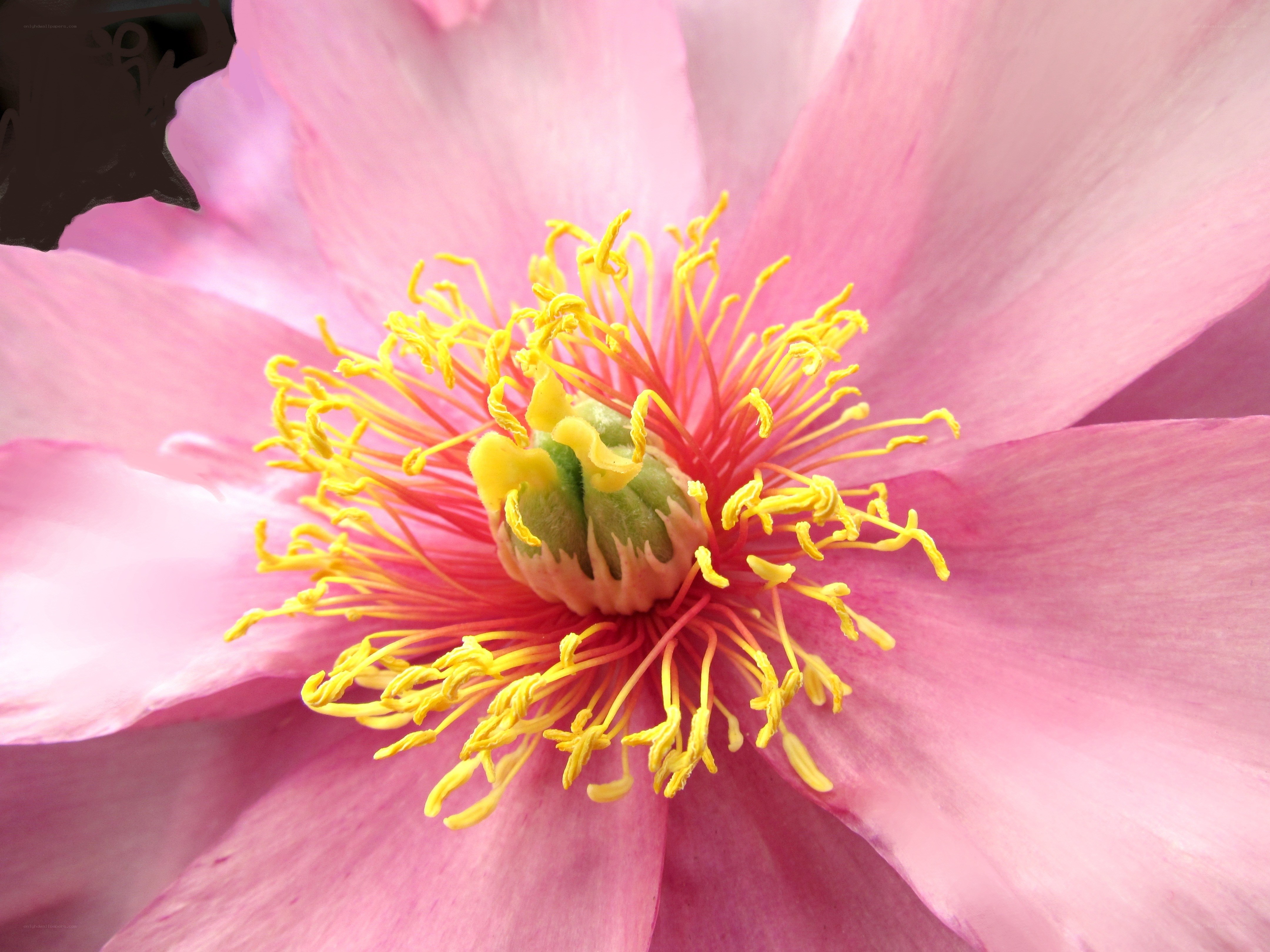 pink peony flower center