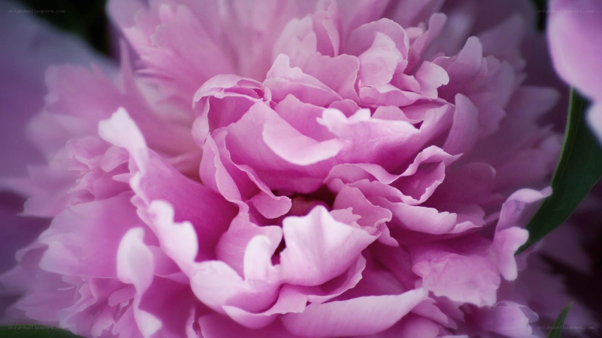 Pink peony flower close-up
