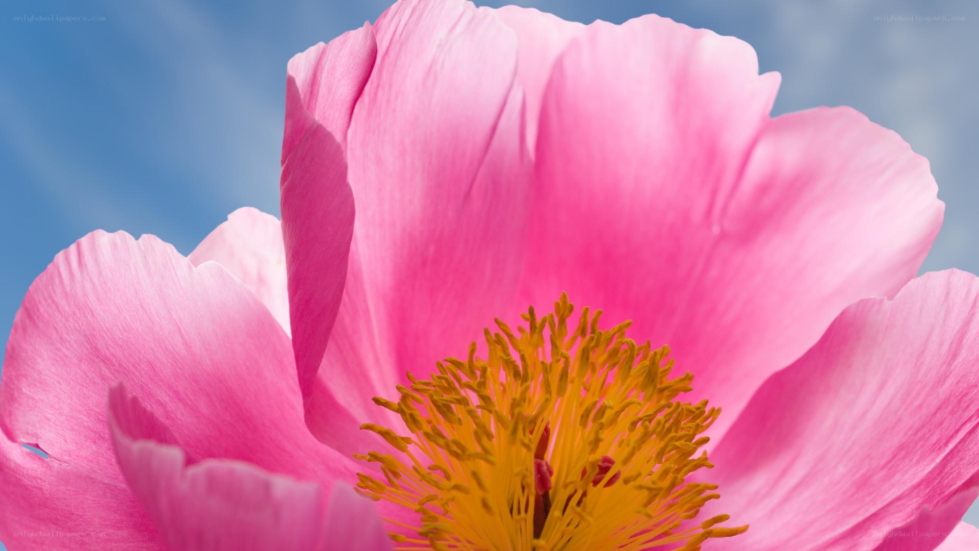 Pink peony flower close-up