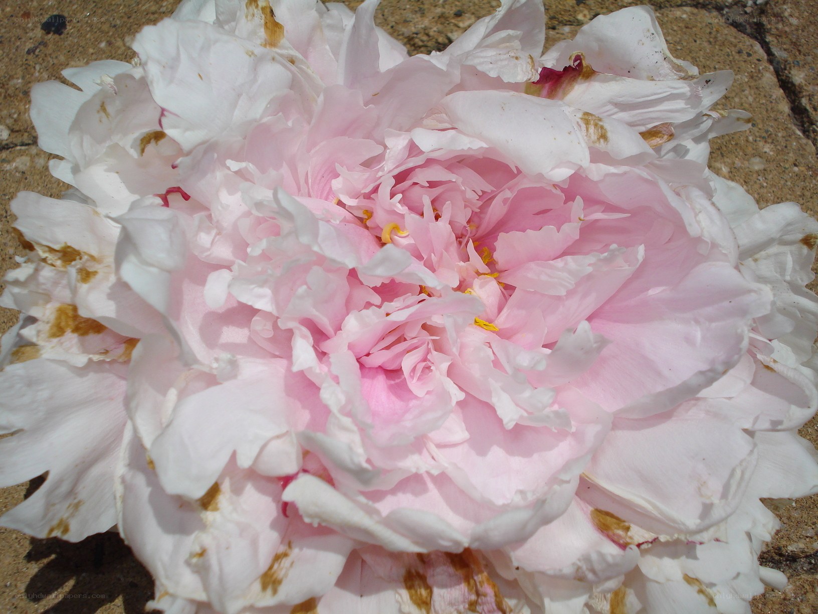 Pink peony flower close-up