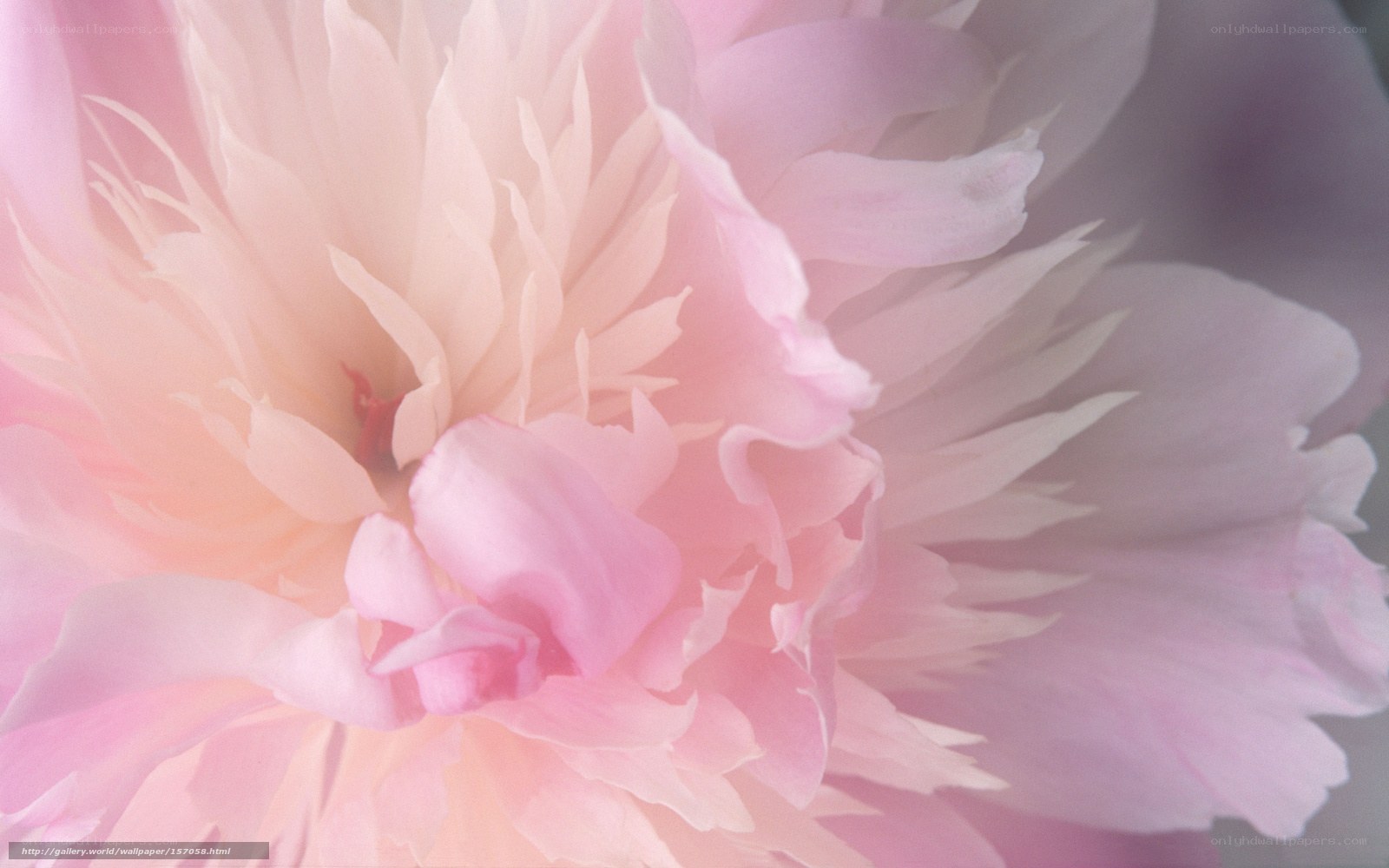 pink peony flower close-up