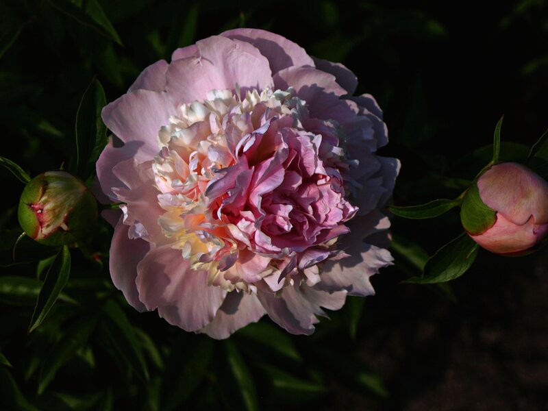 Pink Peony Flower — Dramatic, Afternoon, Photograph