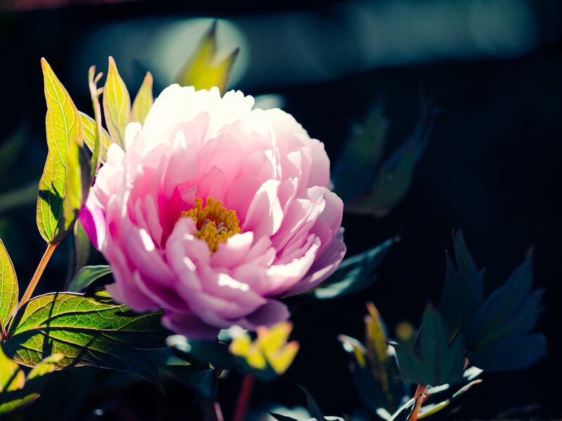 Pink Peony Flower — Dramatic, Afternoon