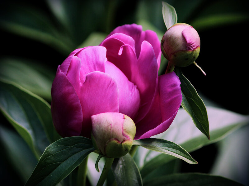 Pink Peony Flower — Dramatic, Photograph, Bud