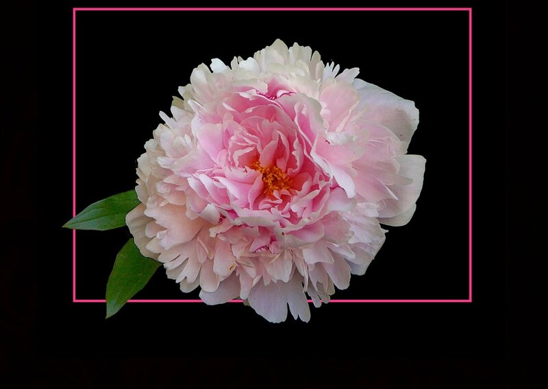 Pink Peony Flower — Dramatic, Photograph, Green Leaves, Black Background