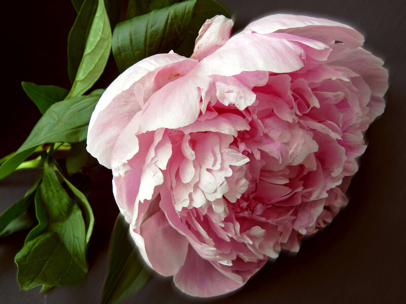 Pink Peony Flower — Dramatic, Photograph, Green Leaves