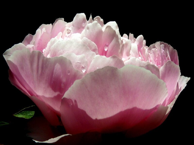 Pink Peony Flower — Dramatic, Photograph, Petals