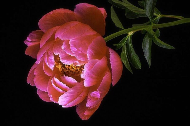 Pink Peony Flower — Dramatic, Photograph, Stem, Leaves, Center