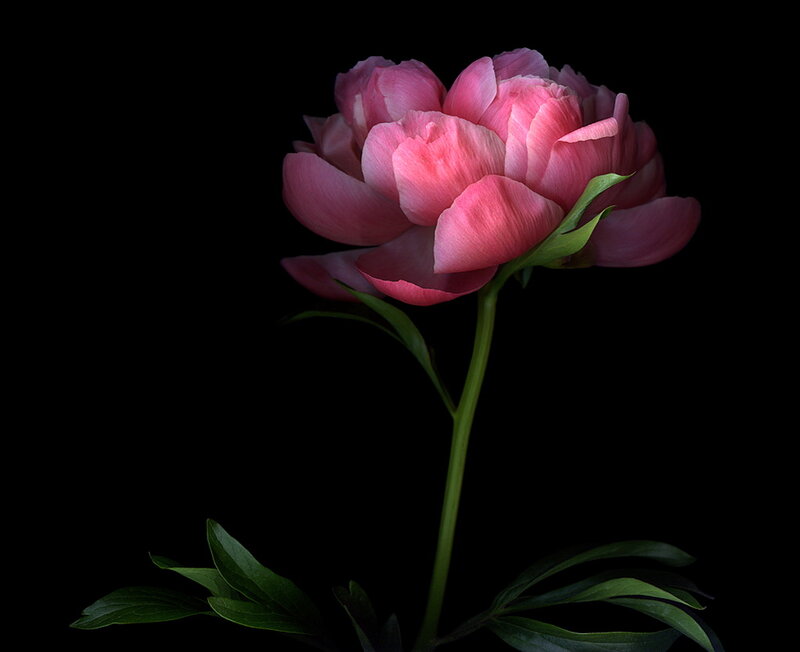 Pink Peony Flower — Dramatic, Photograph, Stem, Leaves