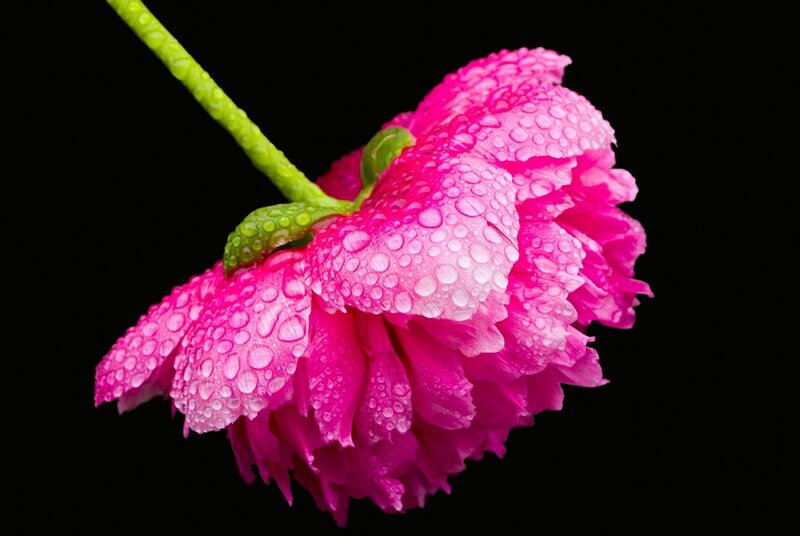 Pink Peony Flower — Dramatic, Photograph, Stem, Petals