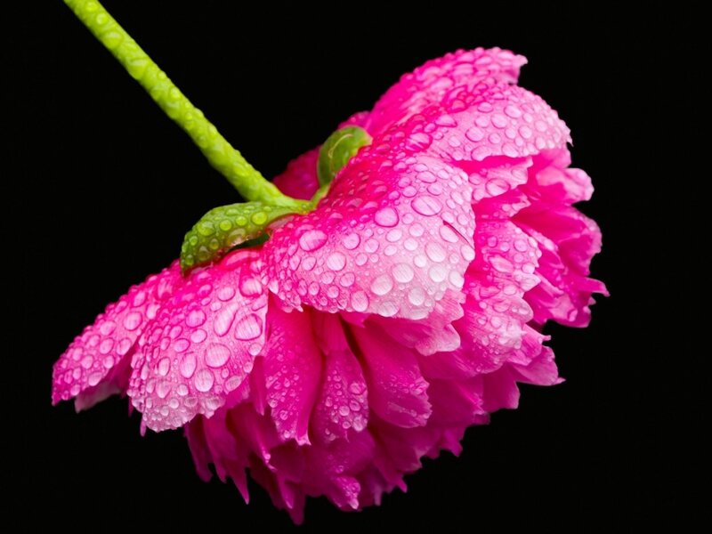 Pink Peony Flower — Dramatic, Photograph, Stem