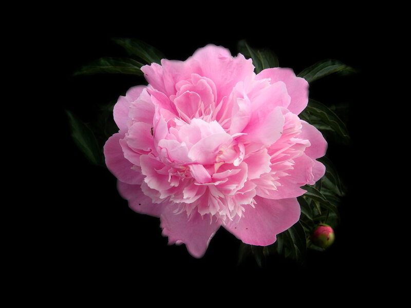 Pink Peony Flower — Dramatic, Photograph