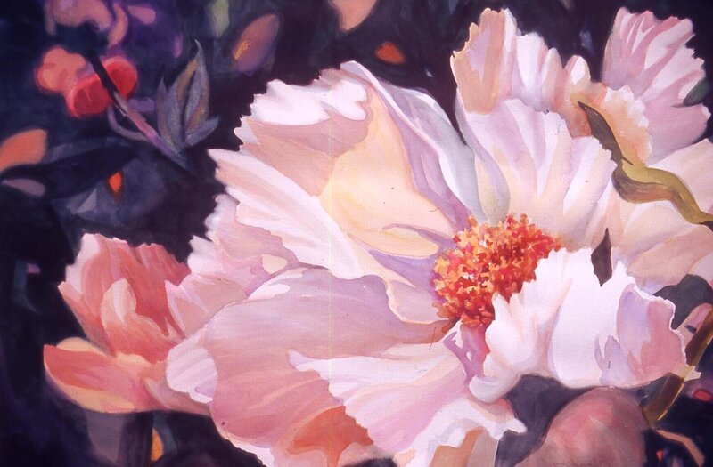 Pink Peony Flower — Dramatic