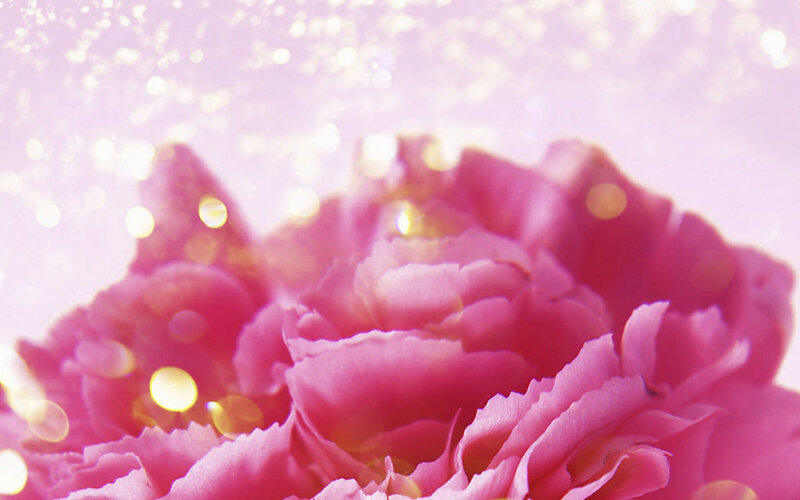 Pink Peony Flower — Dreamy