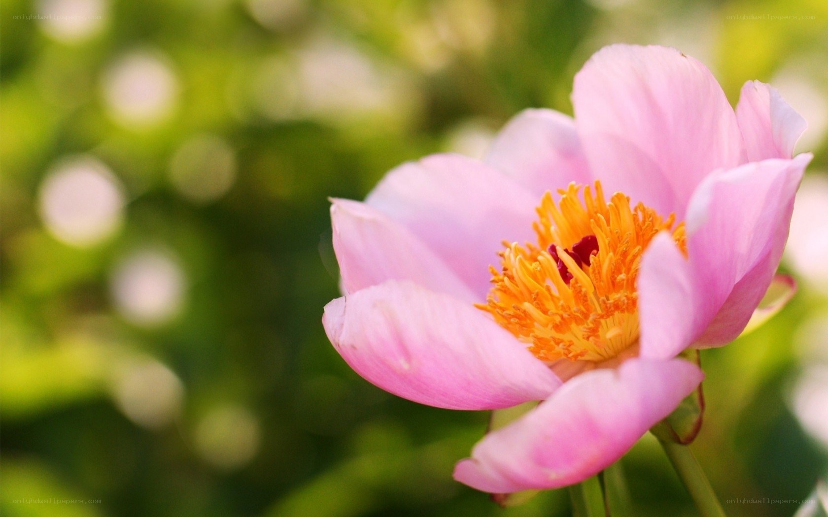 Pink peony flower in bloom