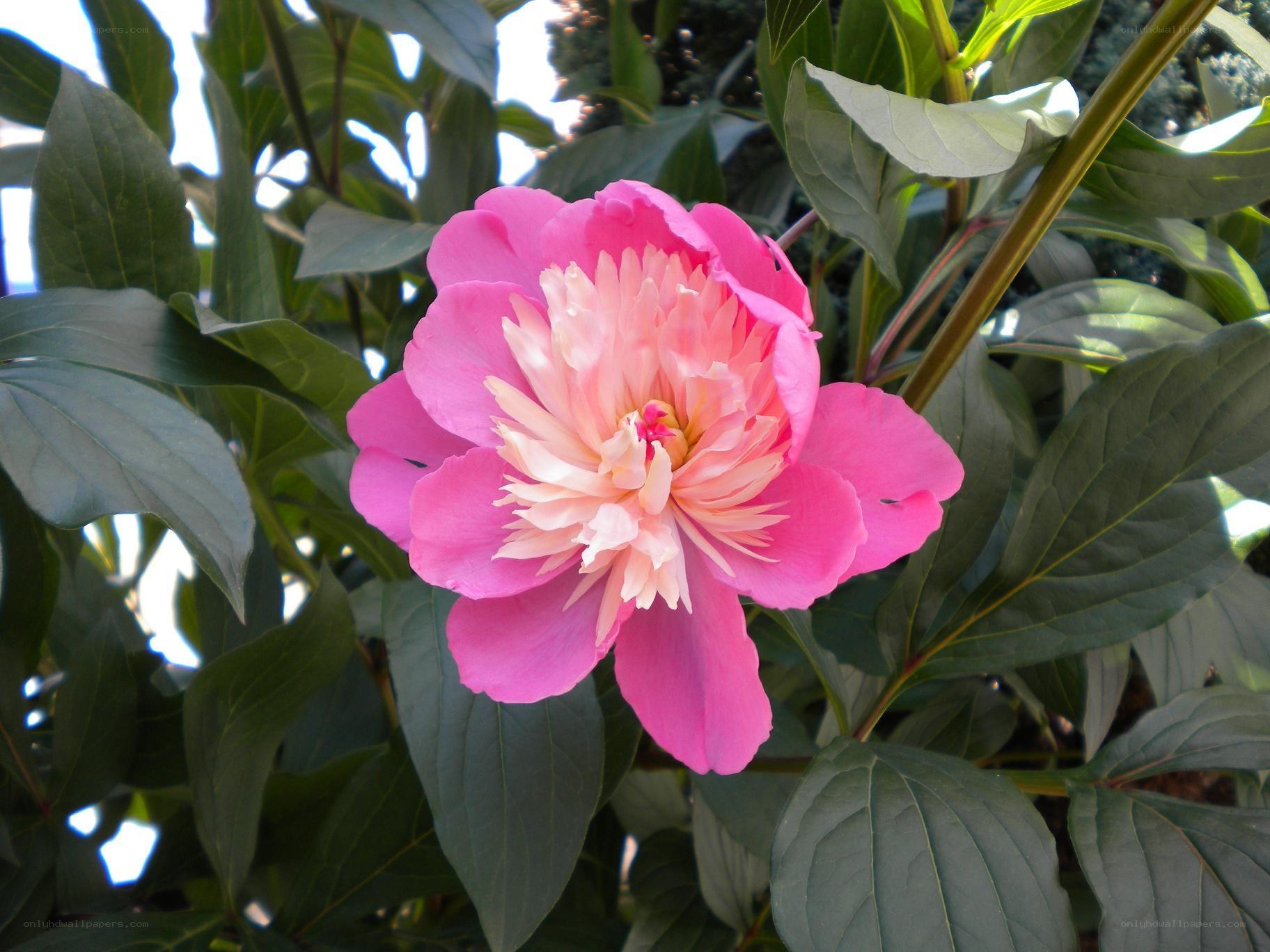 pink peony flower in bloom