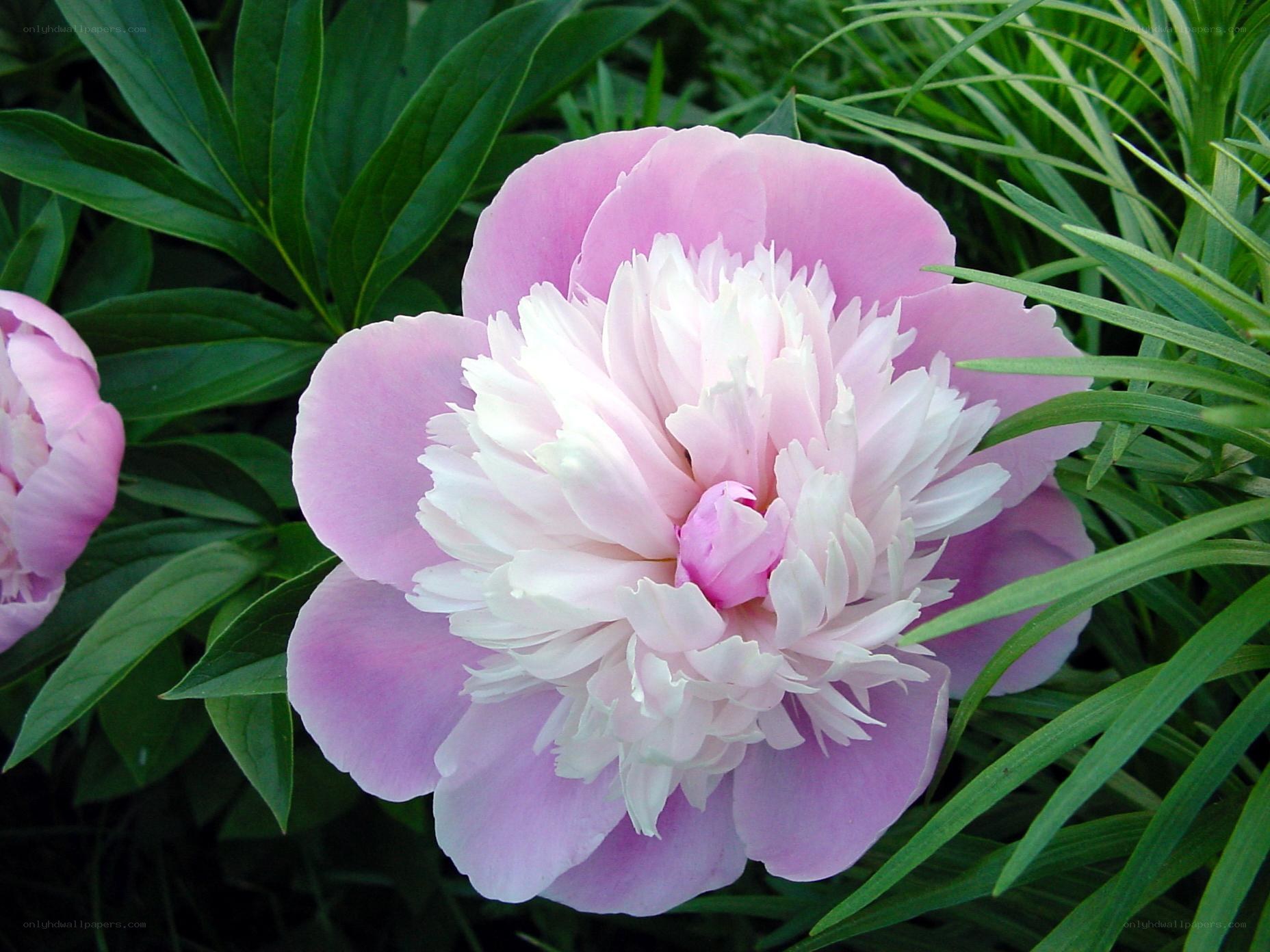 Pink peony flower in bloom