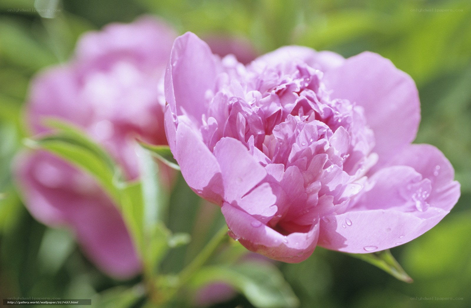 Pink peony flower in bloom